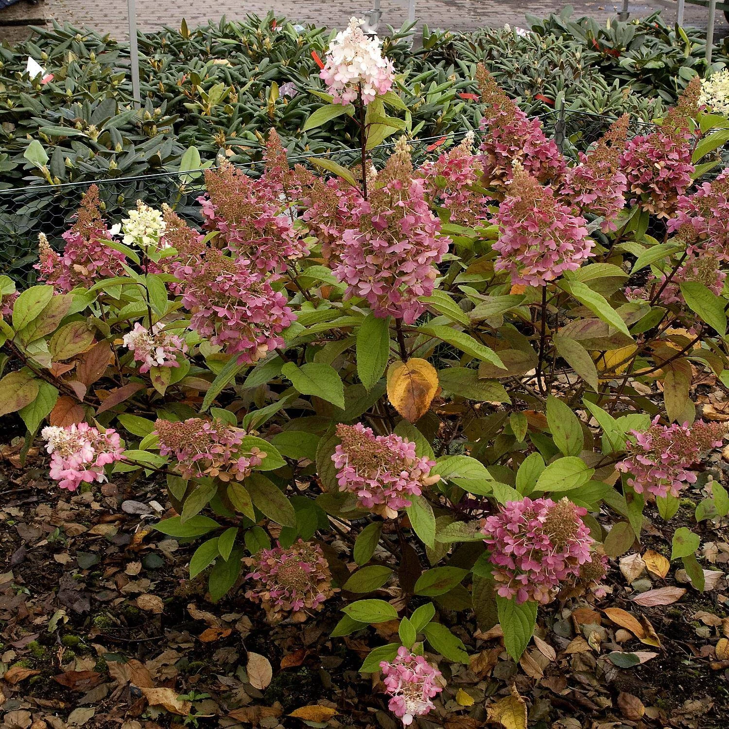 Hydrangea Paniculata 'Pinky Winky' ® 4 Hydrangea Paniculata 'Pinky Winky' ® – Bild 2