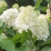 Hydrangea Paniculata 'Skyfall'® -Pflanzensamenladen hydrangea paniculata skyfall 1