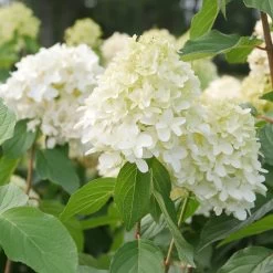 Hydrangea Paniculata 'Skyfall'®