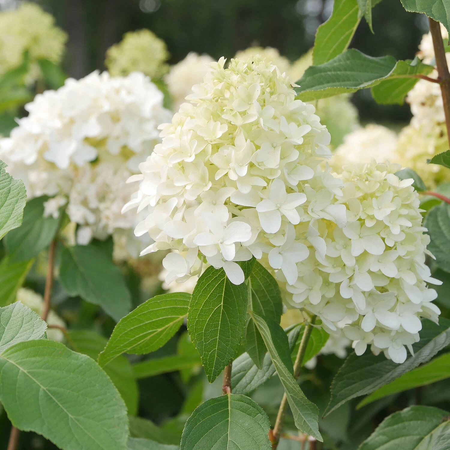 Hydrangea Paniculata 'Skyfall'® 3 Hydrangea Paniculata 'Skyfall'®