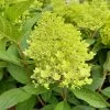 Hydrangea Paniculata 'Sweet Summer' -Pflanzensamenladen hydrangea paniculata sweet summer