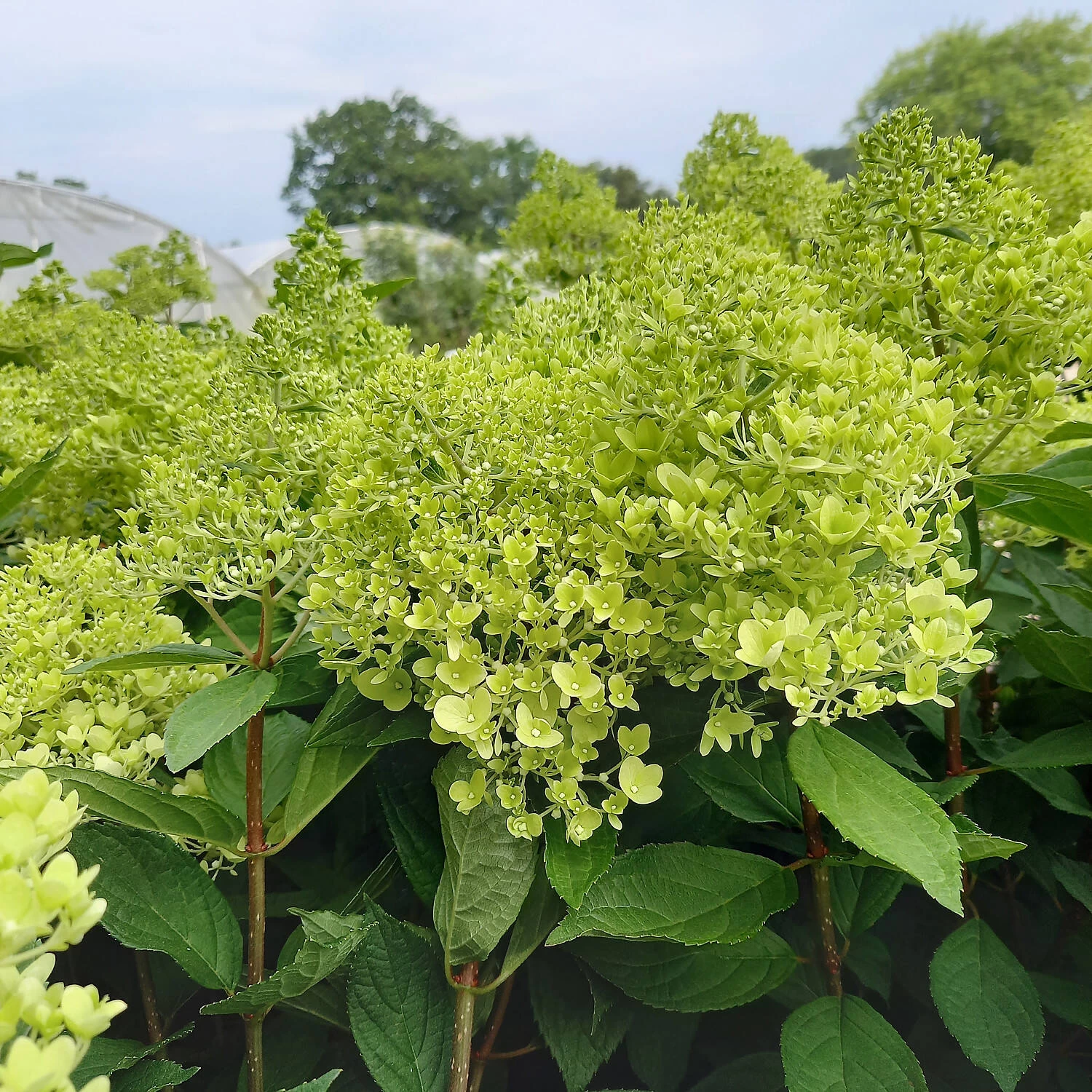 Hydrangea Paniculata 'Sweet Summer' 4 Hydrangea Paniculata 'Sweet Summer' – Bild 2