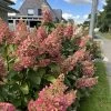 Hydrangea Paniculata 'Wims Red' ® -Pflanzensamenladen hydrangea paniculata wims red