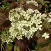 Hydrangea Quercifolia 'Snowflake' -Pflanzensamenladen hydrangea quercifolia snowflake