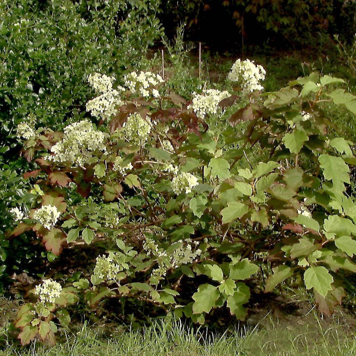 Hydrangea Quercifolia 'Snowflake' 4 Hydrangea Quercifolia 'Snowflake' – Bild 2