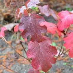 Hydrangea Quercifolia 'Snowflake' 7 Hydrangea Quercifolia 'Snowflake' -Pflanzensamenladen hydrangea quercifolia snowflake3