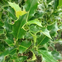 Ilex Aquifolium 'Alaska' -Pflanzensamenladen ilex aquifolium alaska3