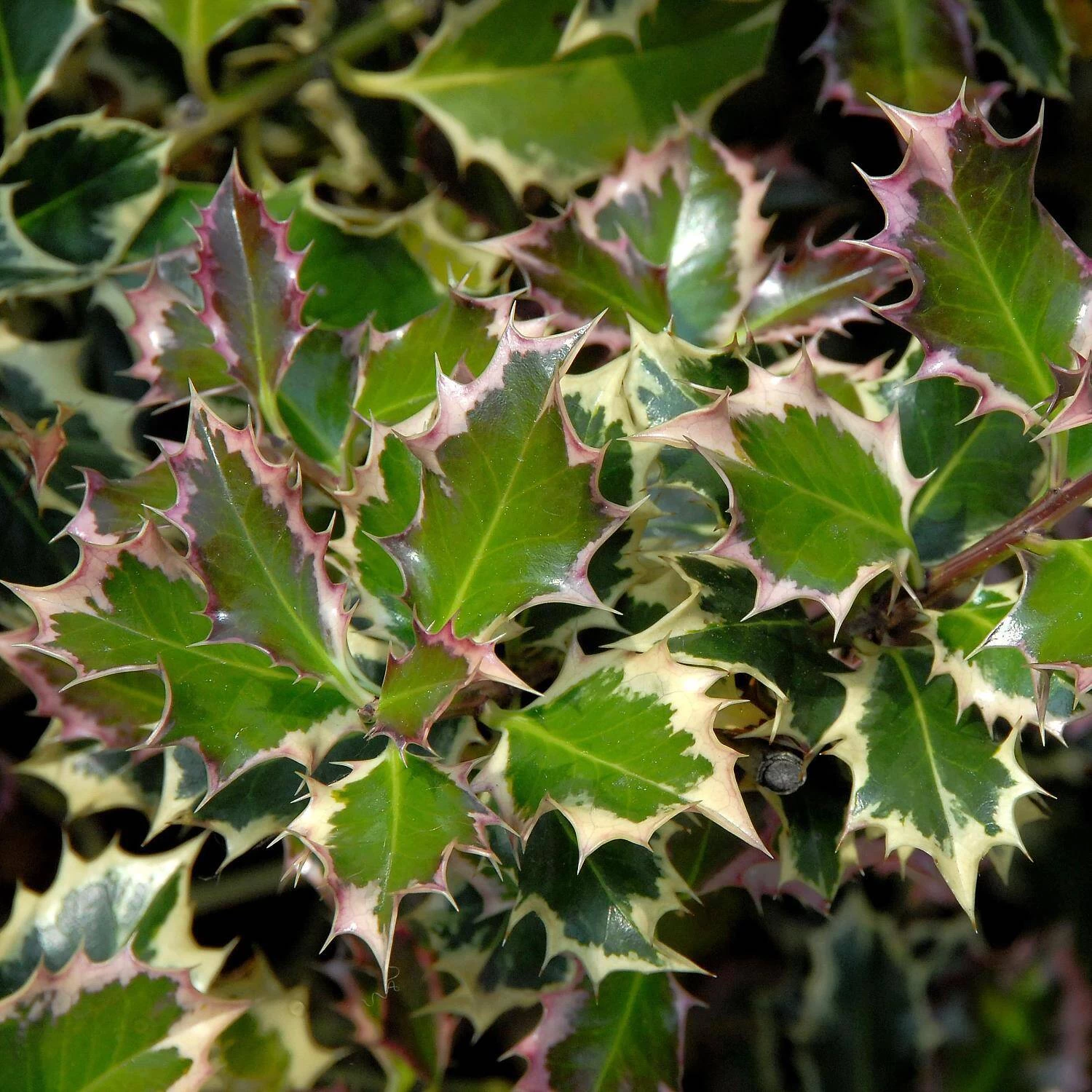 Ilex Aquifolium 'Argentea Marginata' 3 Ilex Aquifolium 'Argentea Marginata'