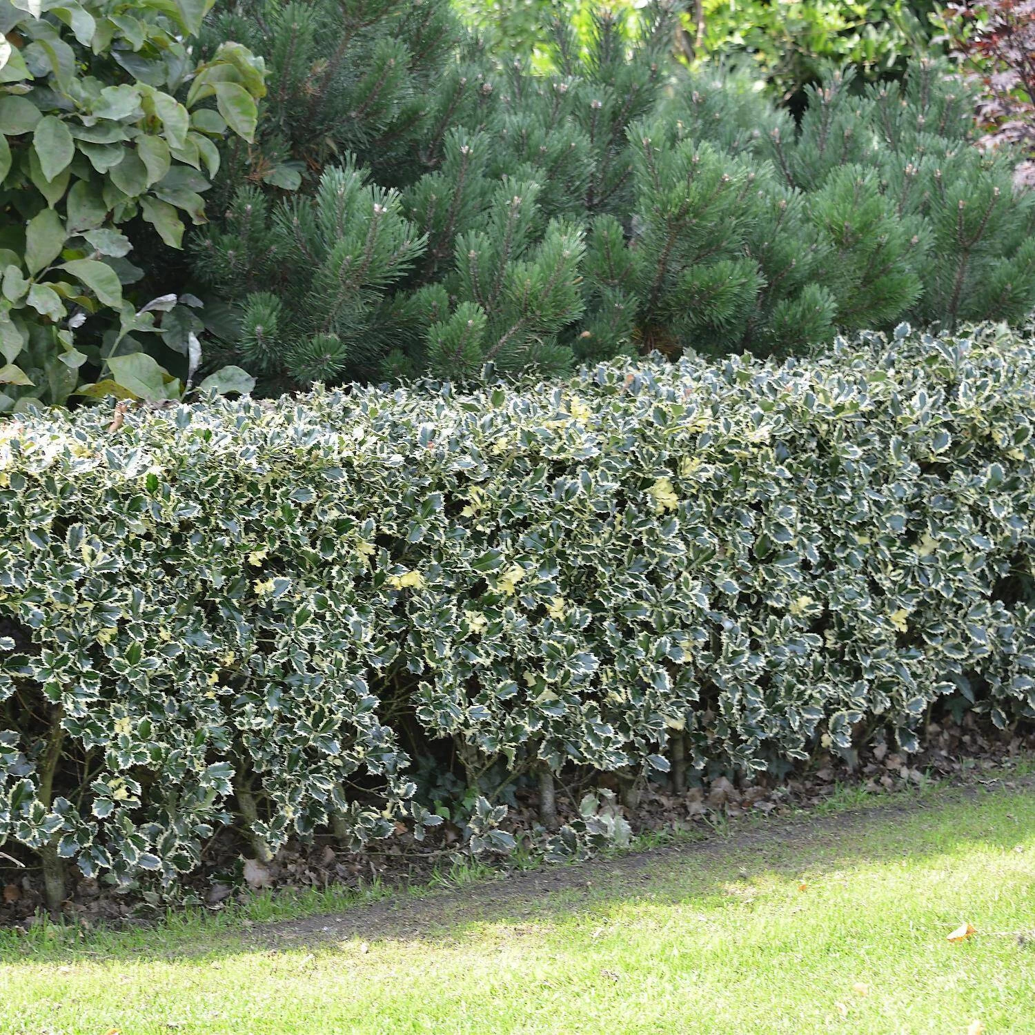 Ilex Aquifolium 'Argentea Marginata' 4 Ilex Aquifolium 'Argentea Marginata' – Bild 2