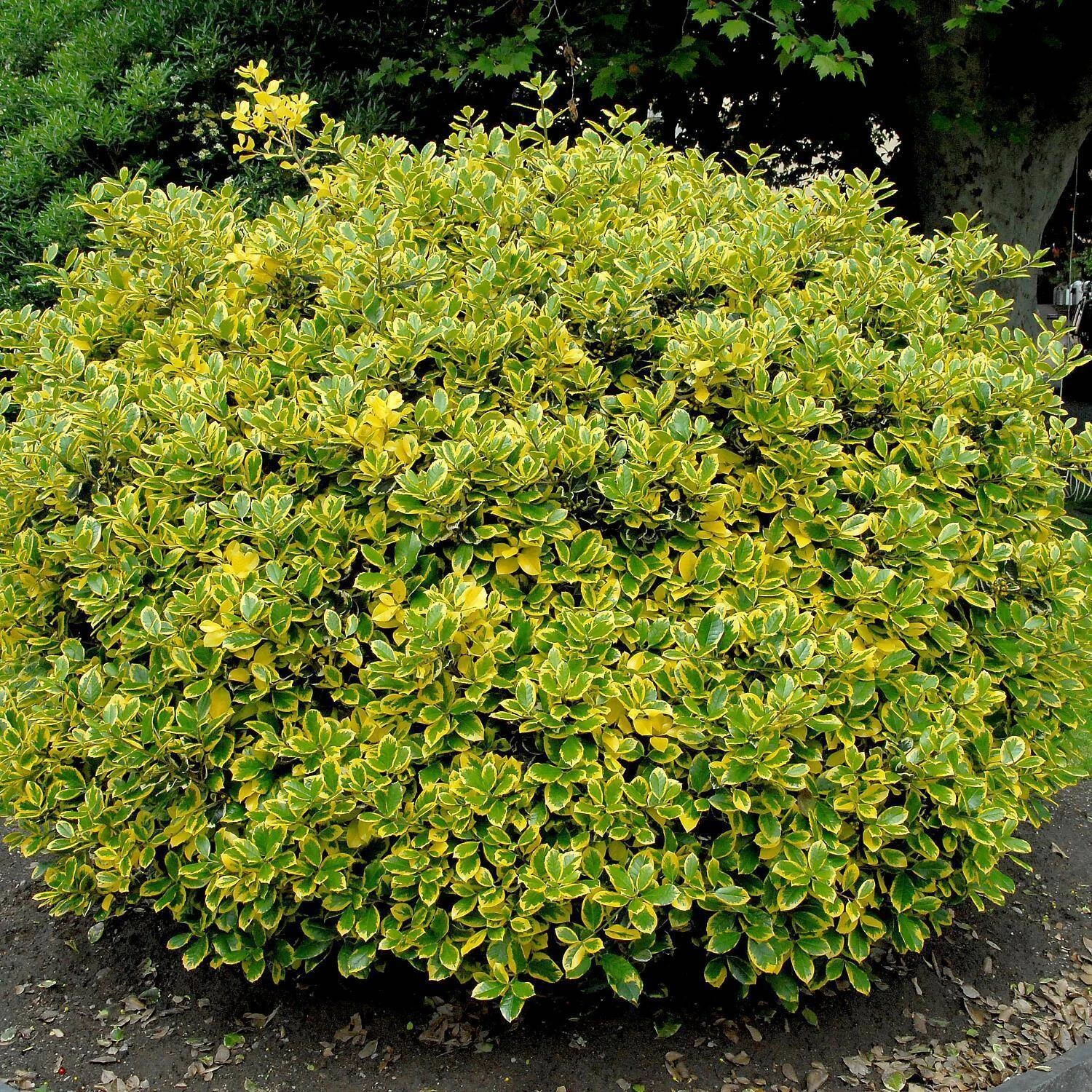 Ilex Aquifolium 'Golden Van Tol' 3 Ilex Aquifolium 'Golden Van Tol'