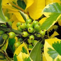 Ilex Aquifolium 'Golden Van Tol' 7 Ilex Aquifolium 'Golden Van Tol' -Pflanzensamenladen ilex aquifolium golden van tol 23