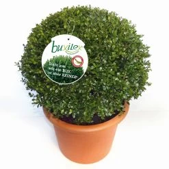 Ilex Crenata 'Buxilex'®