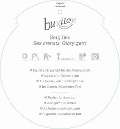Ilex Crenata 'Buxilex'® -Pflanzensamenladen ilex crenata buxilex3