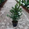 Ilex Meserveae 'Heckenfee' -Pflanzensamenladen ilex meserveae heckenfee
