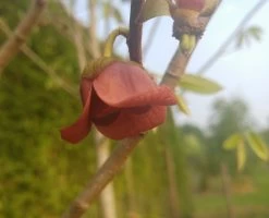 Veredelte Indianerbanane (Paw Paw) `Susquehanna ®´ Asimina Triloba `Susquehanna´ 8 Veredelte Indianerbanane (Paw Paw) `Susquehanna ®´ Asimina Triloba `Susquehanna´ -Pflanzensamenladen indianaerbanane bl te