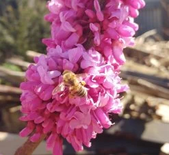 Judasbaum Cercis Siliquastrum 11 Judasbaum Cercis Siliquastrum -Pflanzensamenladen judasbaum mit biene 3UmROOMoGkmKP3