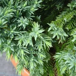 Juniperus Chinensis 'Robusta Green' -Pflanzensamenladen juniperus chinensis robusta green3