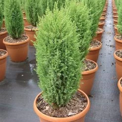 Juniperus Com. 'Compressa'