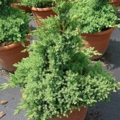 Juniperus Procumbens 'Nana'