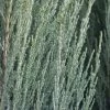 Juniperus Scopulorum 'Blue Arrow' -Pflanzensamenladen juniperus scopulorum blue arrow