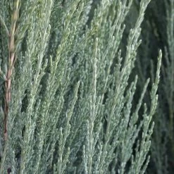 Juniperus Scopulorum 'Blue Arrow'