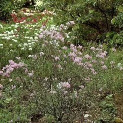 Kalmia Polifolia
