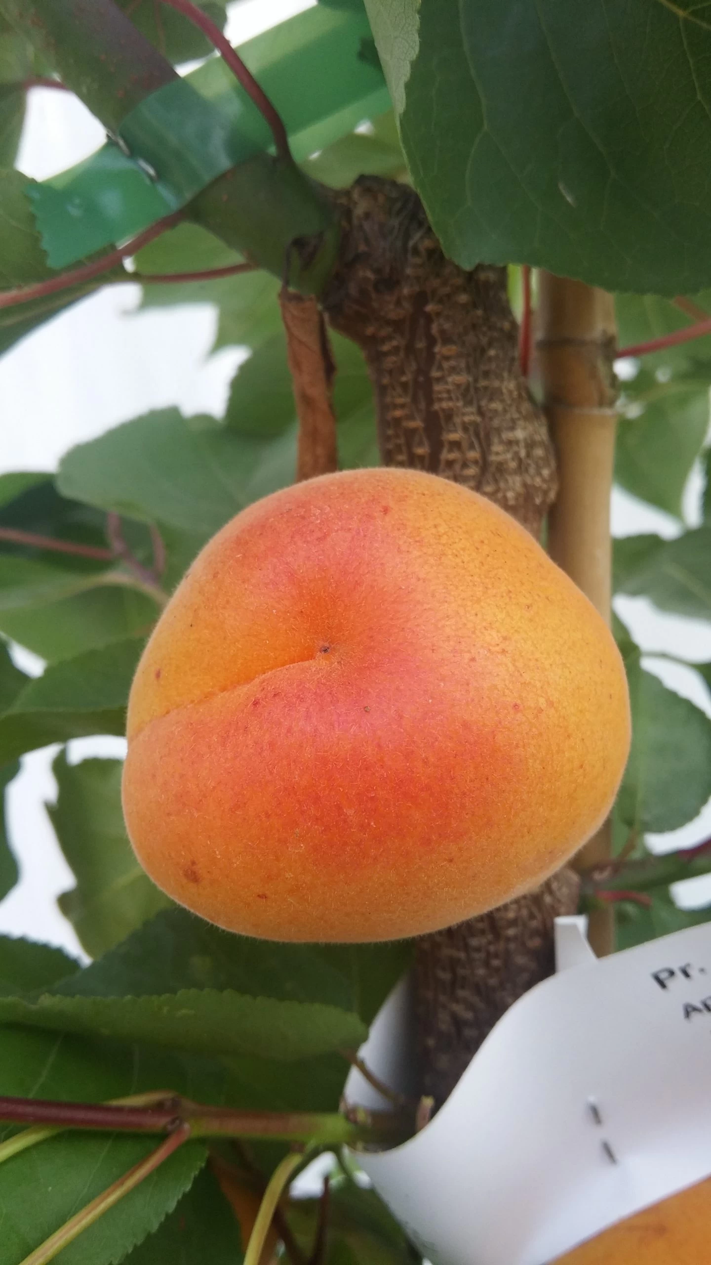 Aprikose Kioto ® Halbstamm Prunus Armeniaca `Kioto´ 4 Aprikose Kioto ® Halbstamm Prunus Armeniaca `Kioto´ – Bild 2