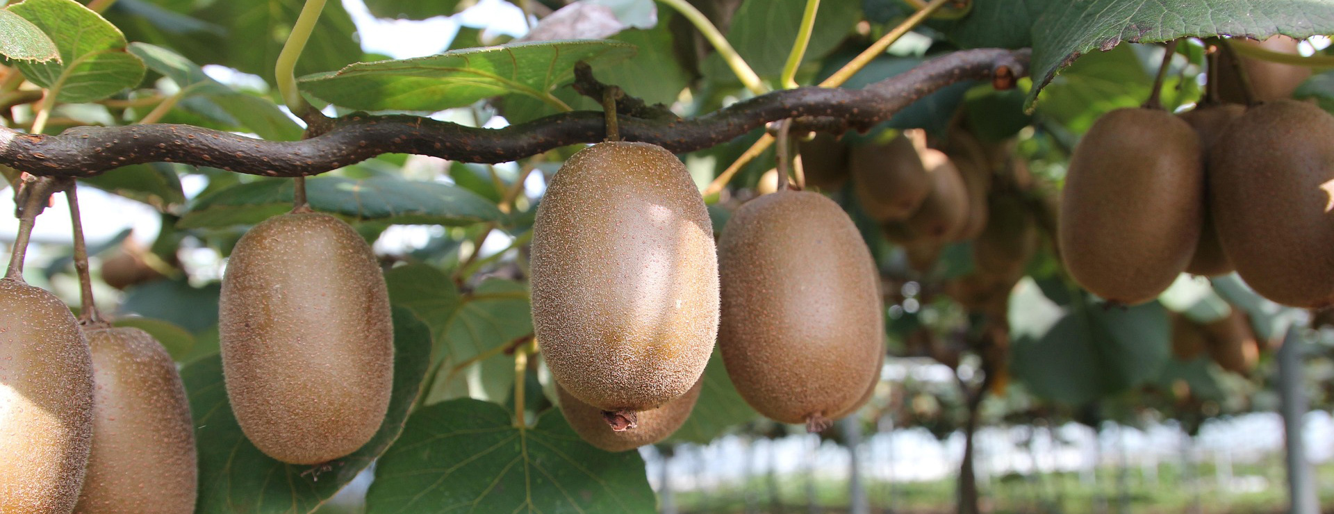 Pflanzensamenladen -Pflanzensamenladen kiwi 1565847 1920