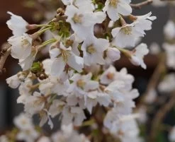 Zwerg-Zierkirsche `Kojou-no-mai´ Prunus Incisa `Kojou-no-mai´ -Pflanzensamenladen kojou no mai2