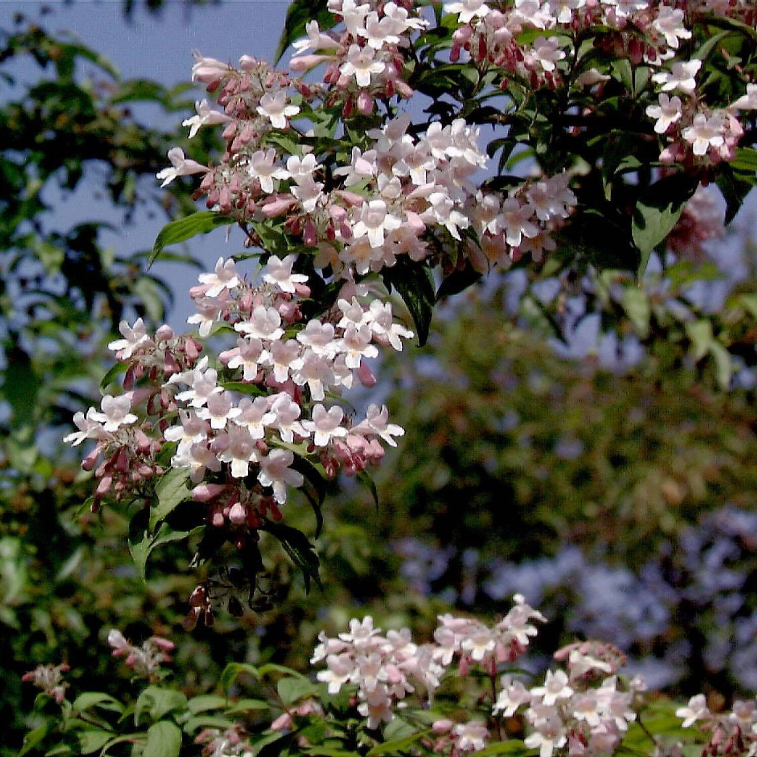 Kolkwitzia Amabilis 'Rosea' 3 Kolkwitzia Amabilis 'Rosea'