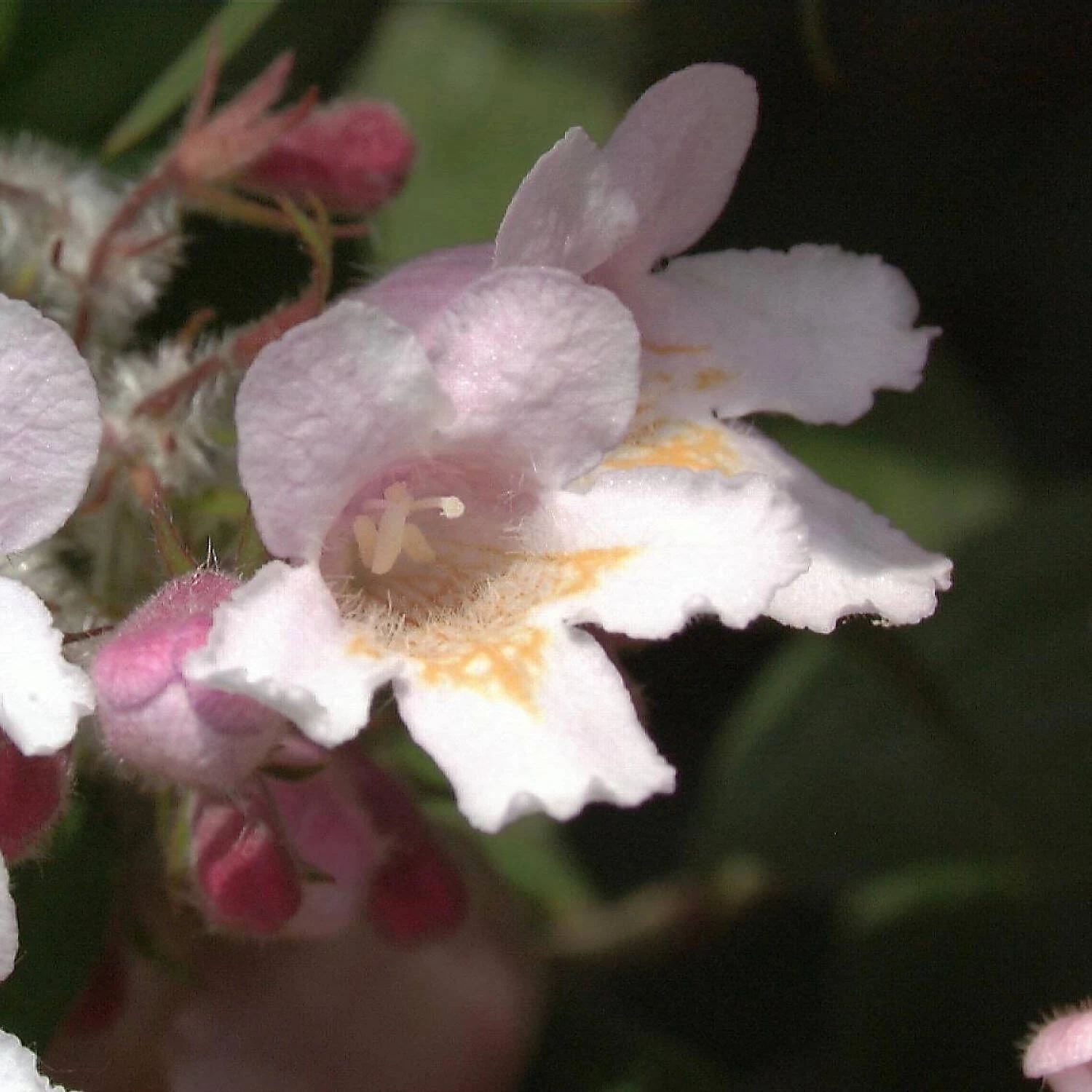 Kolkwitzia Amabilis 'Rosea' 4 Kolkwitzia Amabilis 'Rosea' – Bild 2
