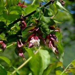 Leycesteria Formosa -Pflanzensamenladen leycesteria formosa3