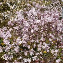 Magnolia Stellata 'George Henry Kern'