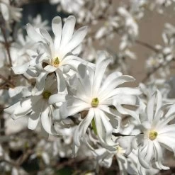 Magnolia Stellata 'Royal Star'