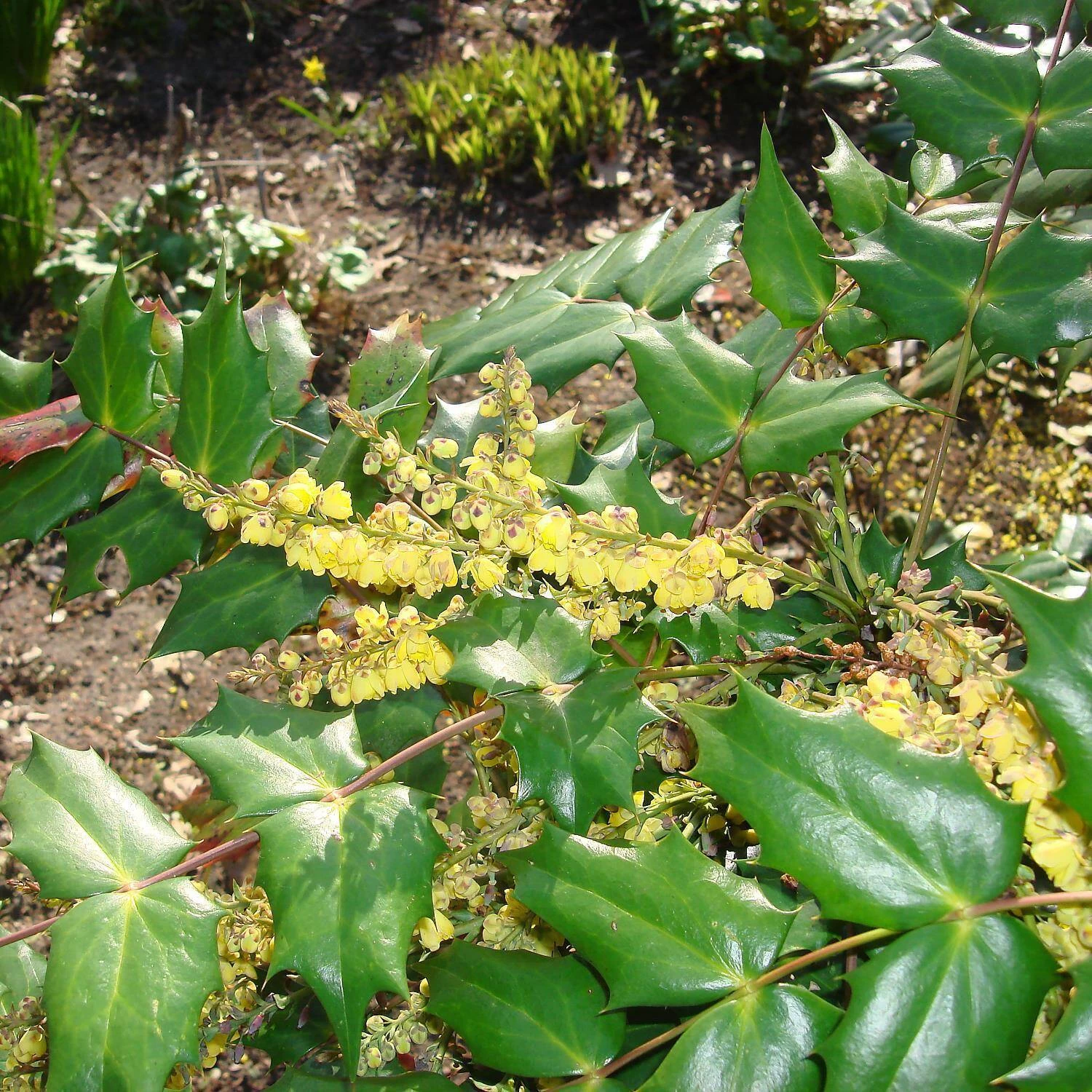 Mahonia Media 'Winter Sun' 4 Mahonia Media 'Winter Sun' – Bild 2