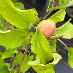 Malus Domestica 'Alkmene'