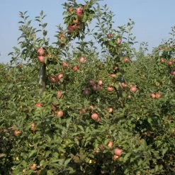 Malus Domestica 'Cox Orange'