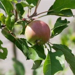 Malus Domestica 'James Grieve'