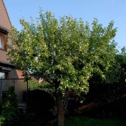 Malus Domestica 'Klarapfel'