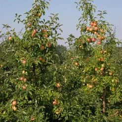 Malus Domestica 'Pinova'