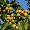 Malus Hybride 'Golden Hornet' -Pflanzensamenladen malus hybride golden hornet
