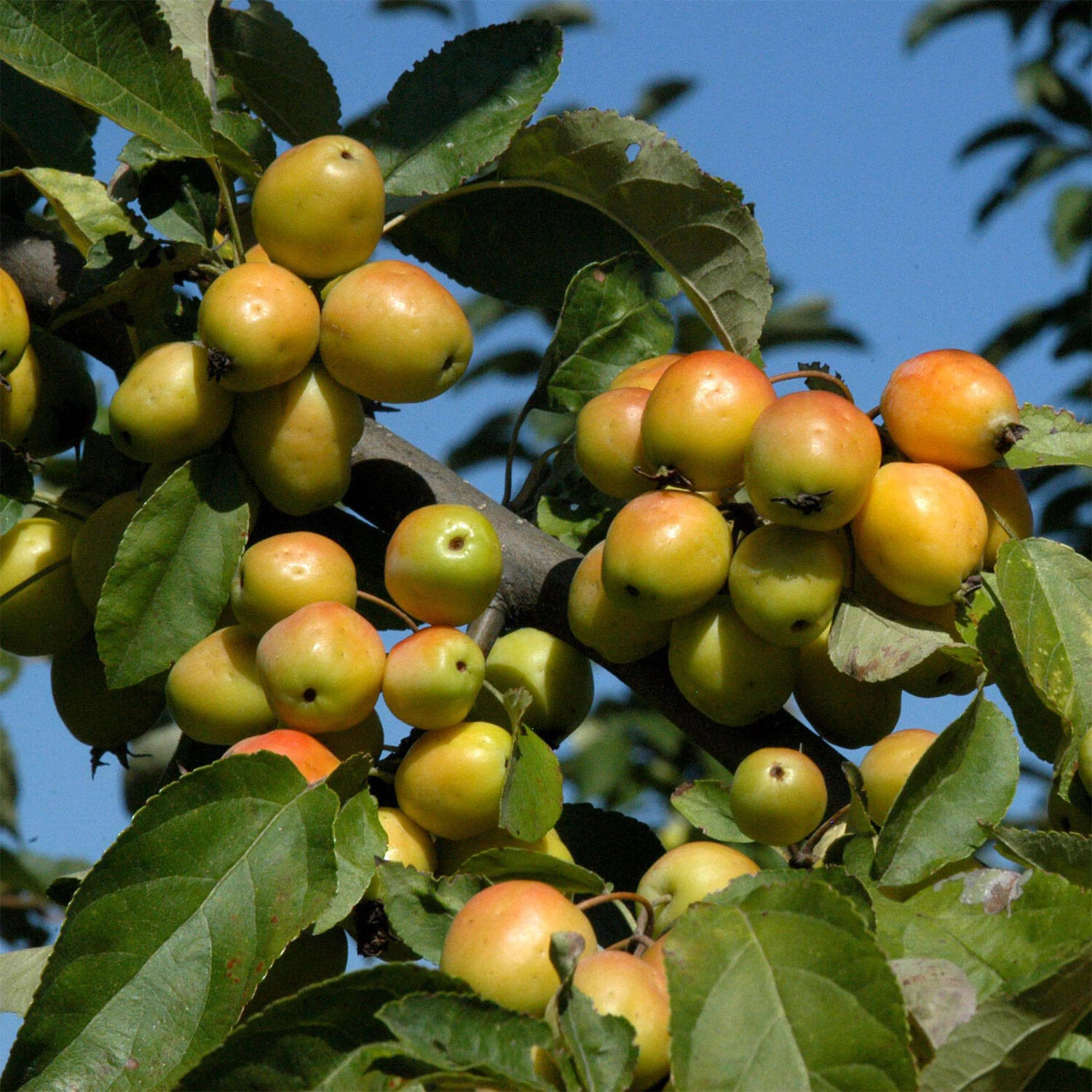 Malus Hybride 'Golden Hornet' 3 Malus Hybride 'Golden Hornet'