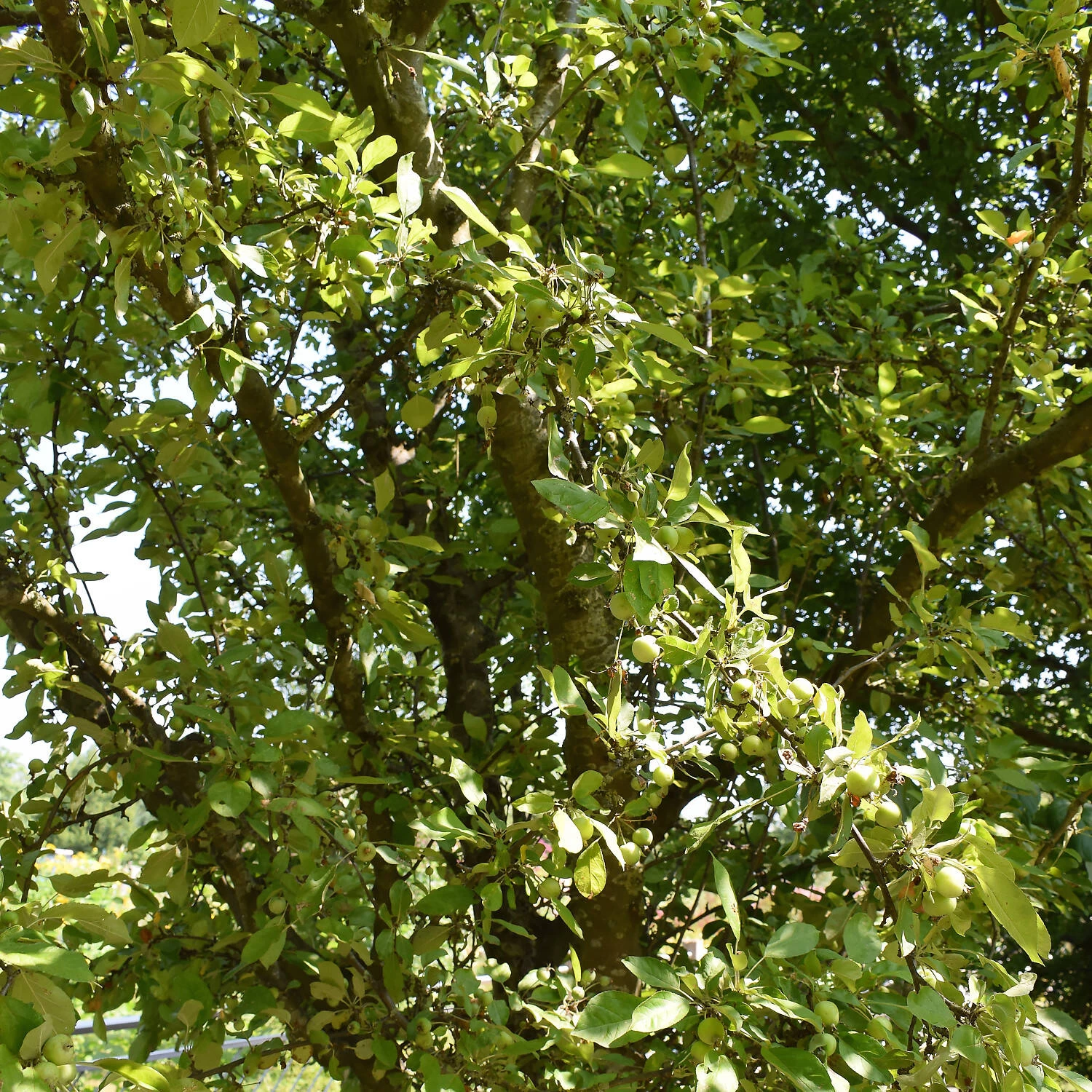 Malus Hybride 'Golden Hornet' 4 Malus Hybride 'Golden Hornet' – Bild 2