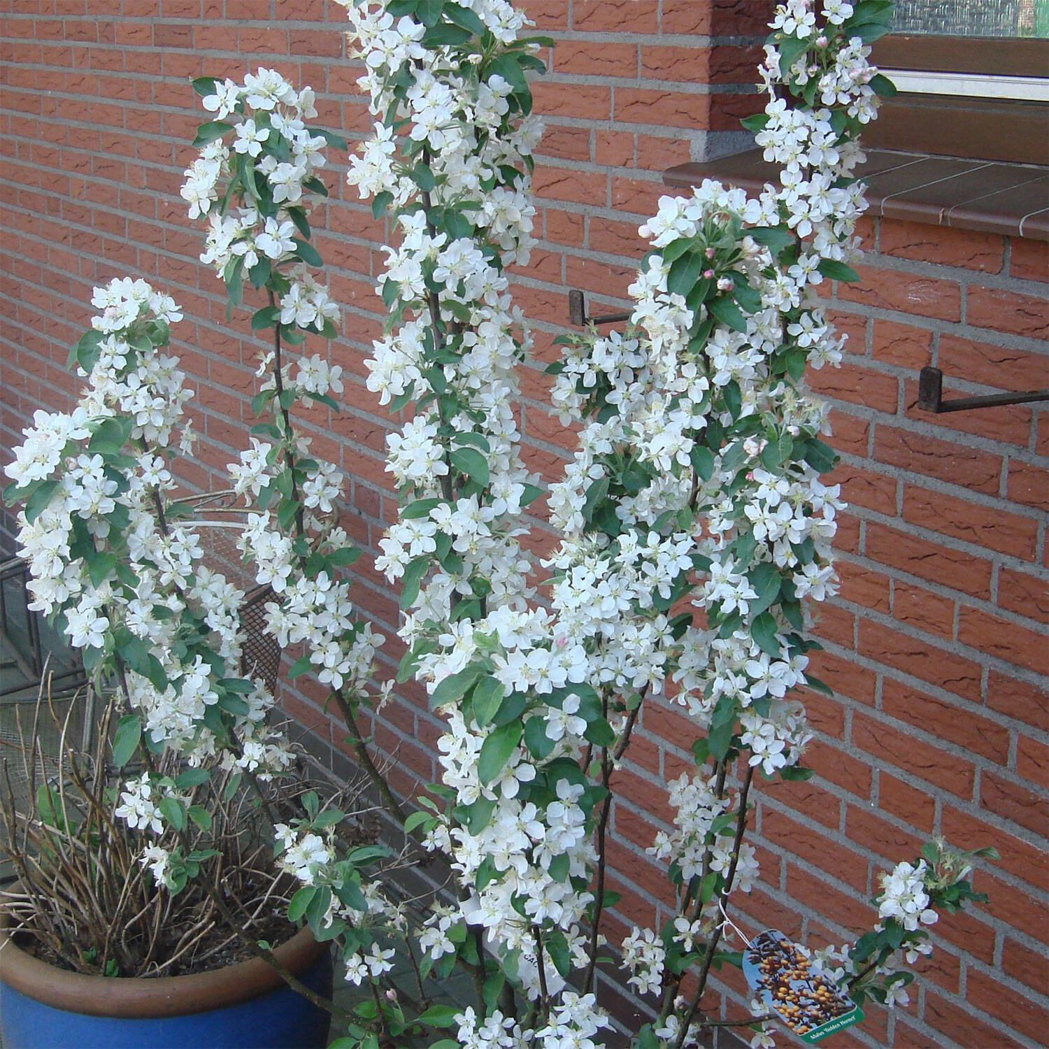 Malus Hybride 'Golden Hornet' 5 Malus Hybride 'Golden Hornet' – Bild 3