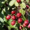 Malus Hybride 'Indian Magic' 2 Malus Hybride 'Indian Magic' -Pflanzensamenladen malus hybride indian magic
