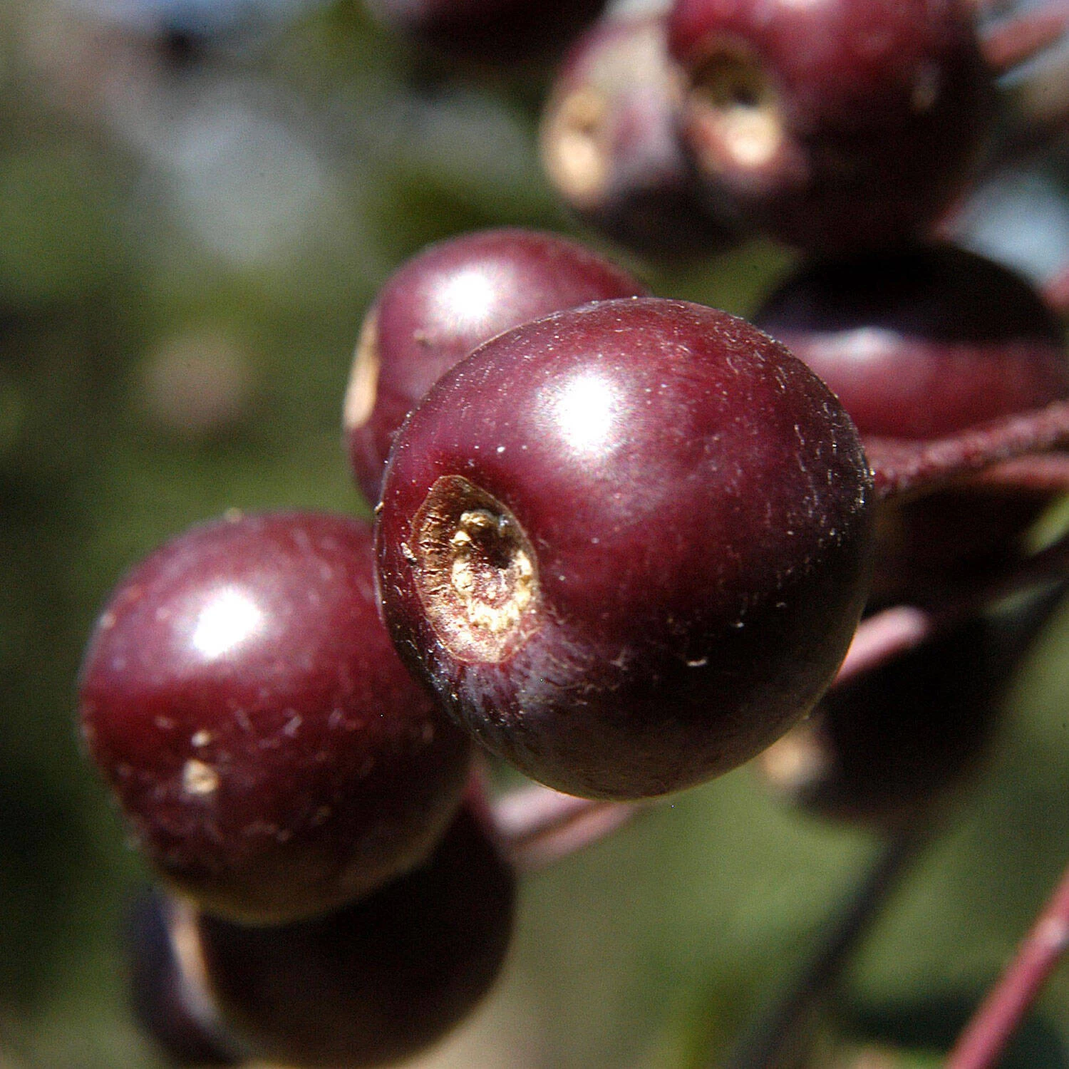 Malus Hybride 'Liset' 3 Malus Hybride 'Liset'