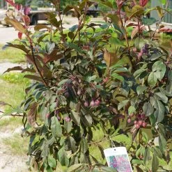 Malus Hybride 'Prairie Fire'