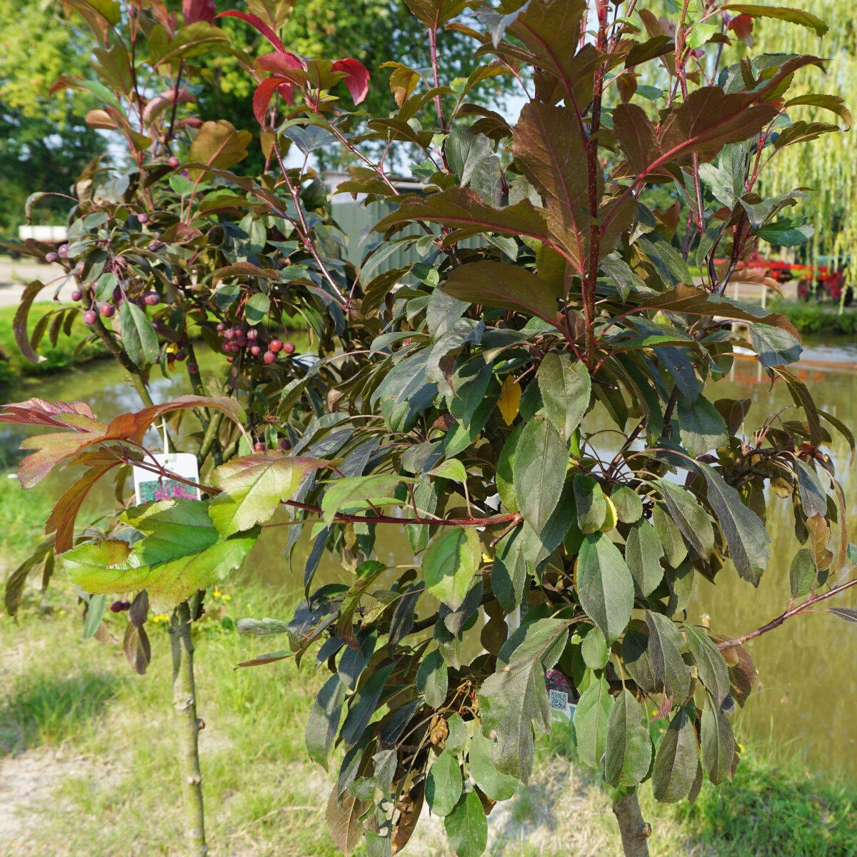 Malus Hybride 'Prairie Fire' 4 Malus Hybride 'Prairie Fire' – Bild 2