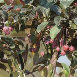 Malus Hybride 'Prairie Fire' 8 Malus Hybride 'Prairie Fire' -Pflanzensamenladen malus hybride prairie fire3