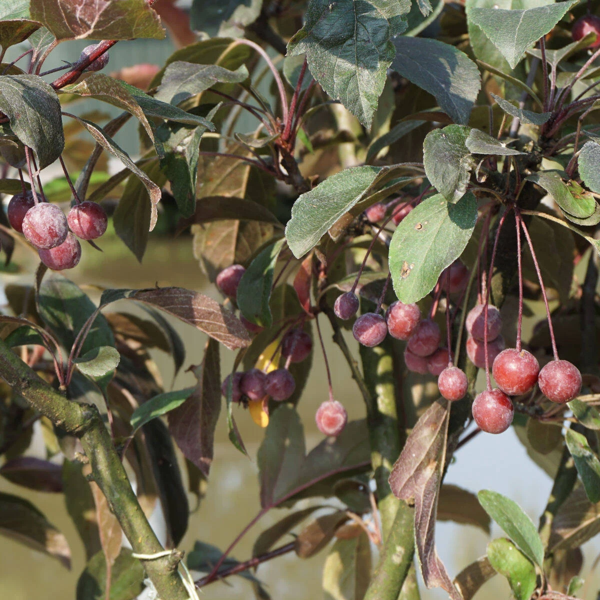 Malus Hybride 'Prairie Fire' 5 Malus Hybride 'Prairie Fire' – Bild 3